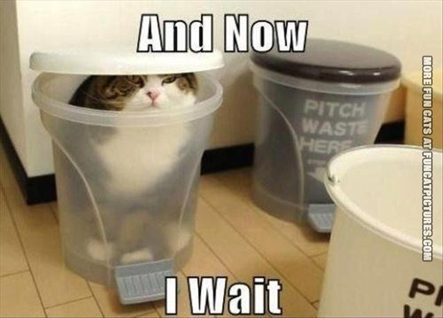 funny-cat-pics-and-now-i-wait