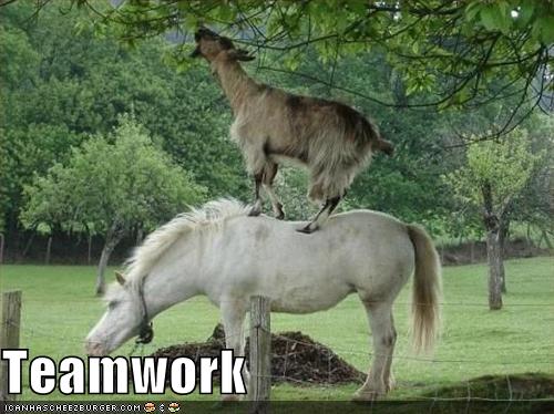 5296e108e0294_funny_pictures_horse_and_goat_work_as_a_team